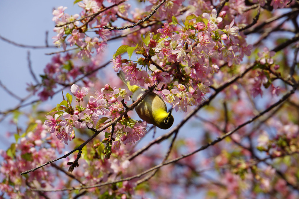 ヒマラヤ桜とメジロちゃん♪