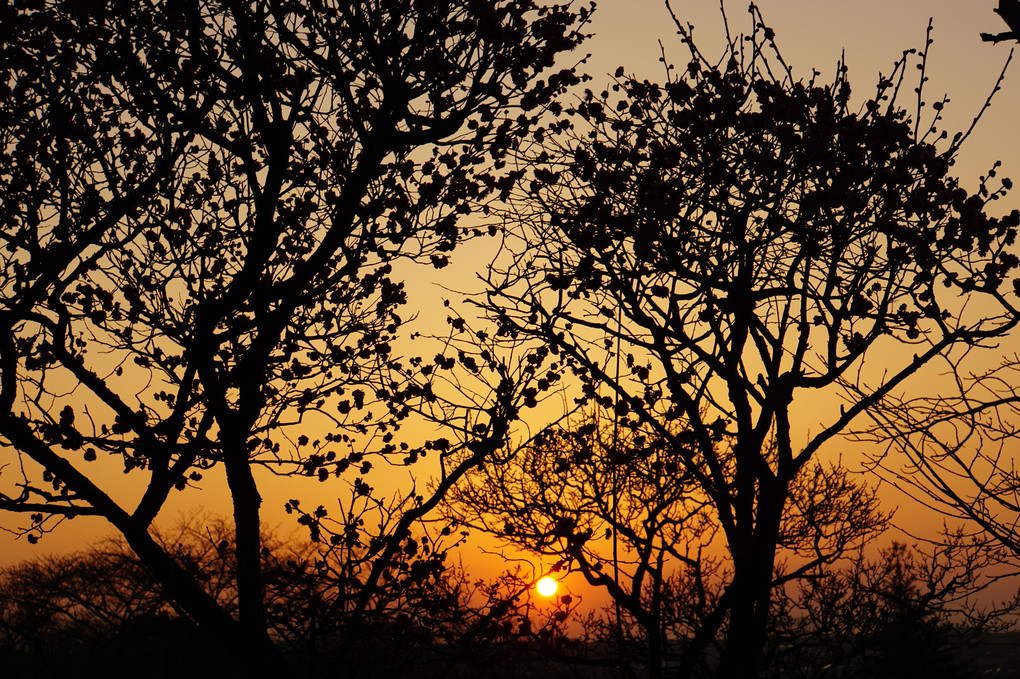 夕日と梅の木♪