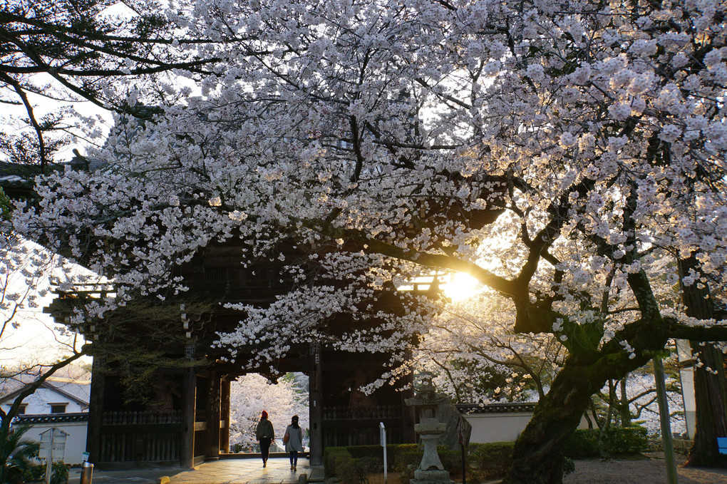 桜と夕日♪