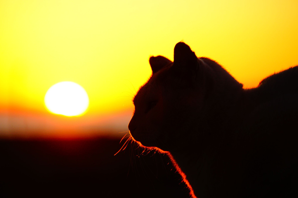 夕陽とネコちゃん♪