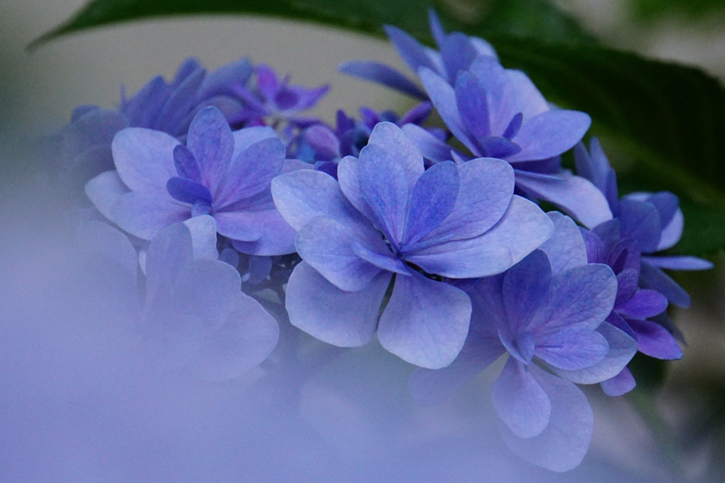 紫陽花♪