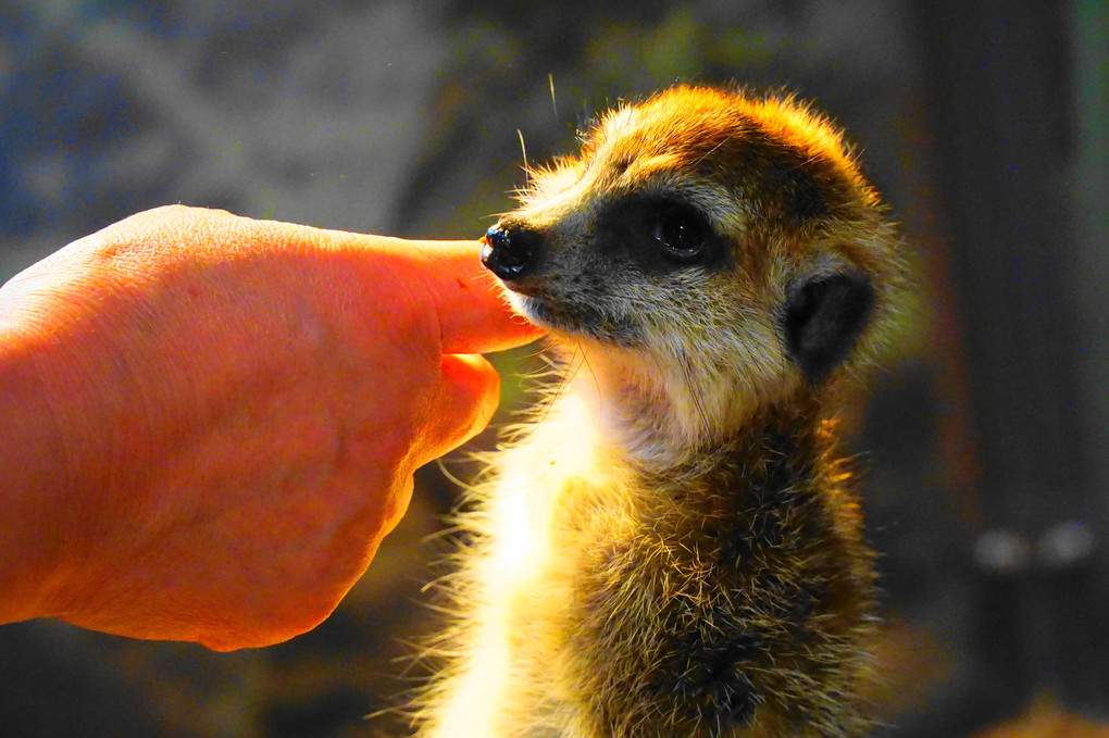 オービイ横浜で出逢った動物たち