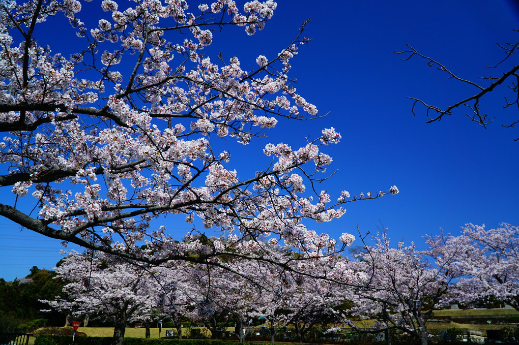 鎌倉霊園の桜