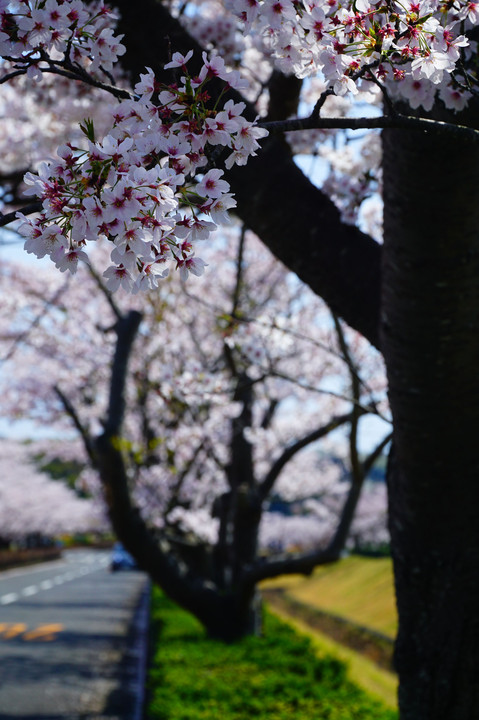 鎌倉霊園の桜