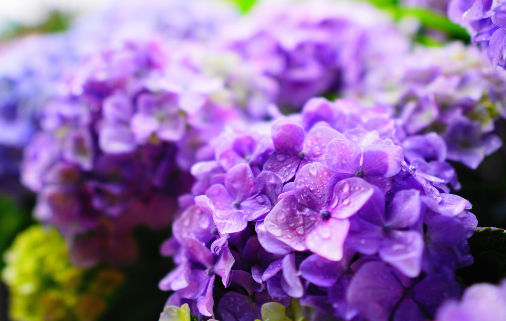 紫陽花が歓ぶ季節