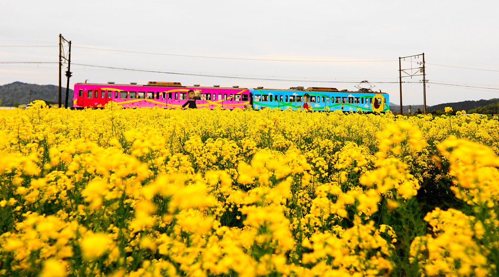 菜の花と電車と