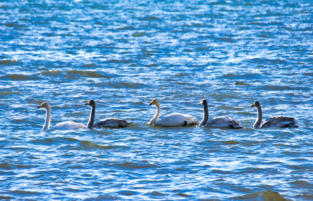 白鳥の湖