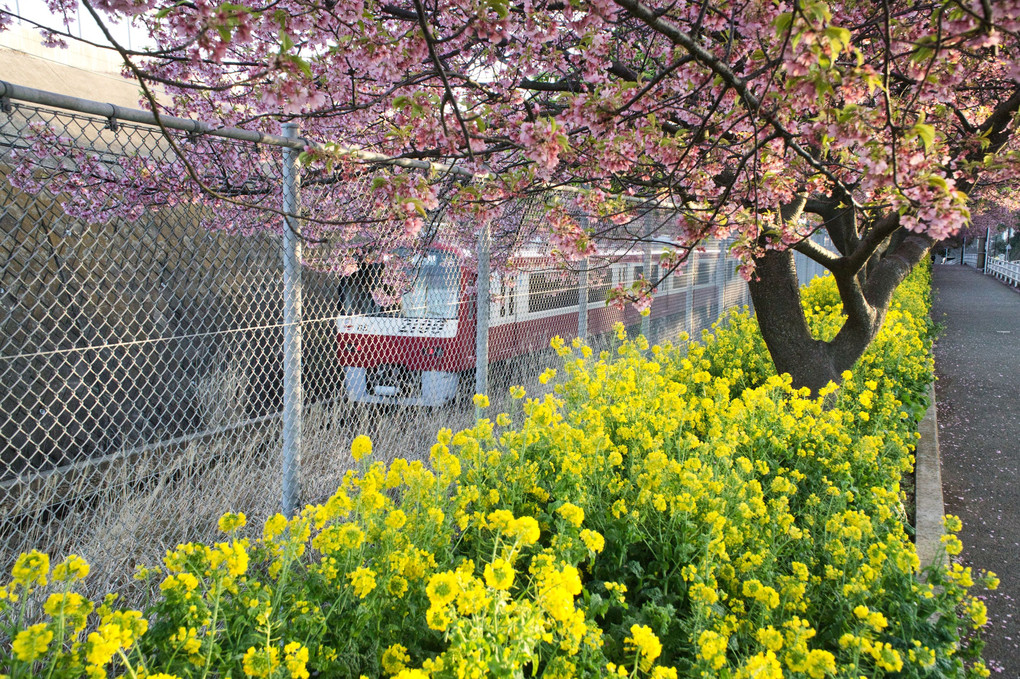 京急と河津桜と