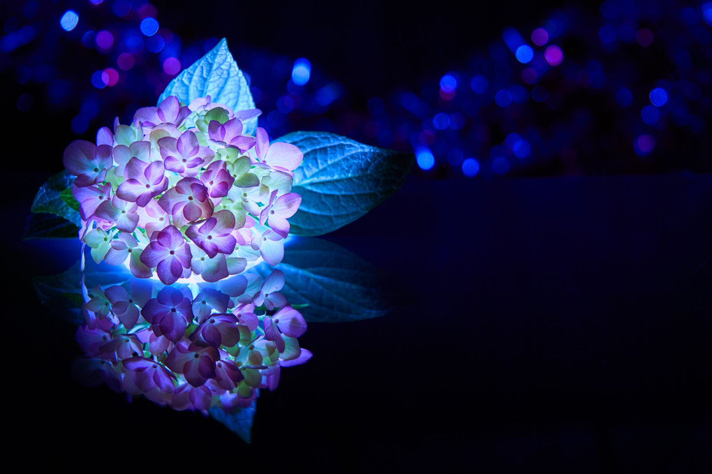 【闇にうかぶ幻夢】紫陽花は静かに輝く