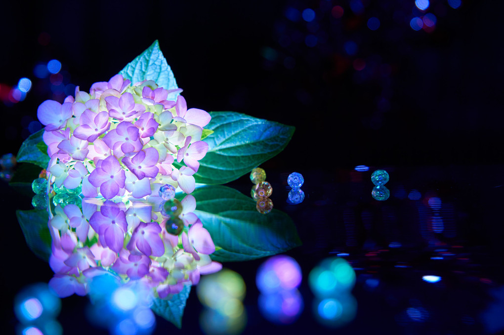 【闇にうかぶ幻夢】紫陽花は静かに輝く