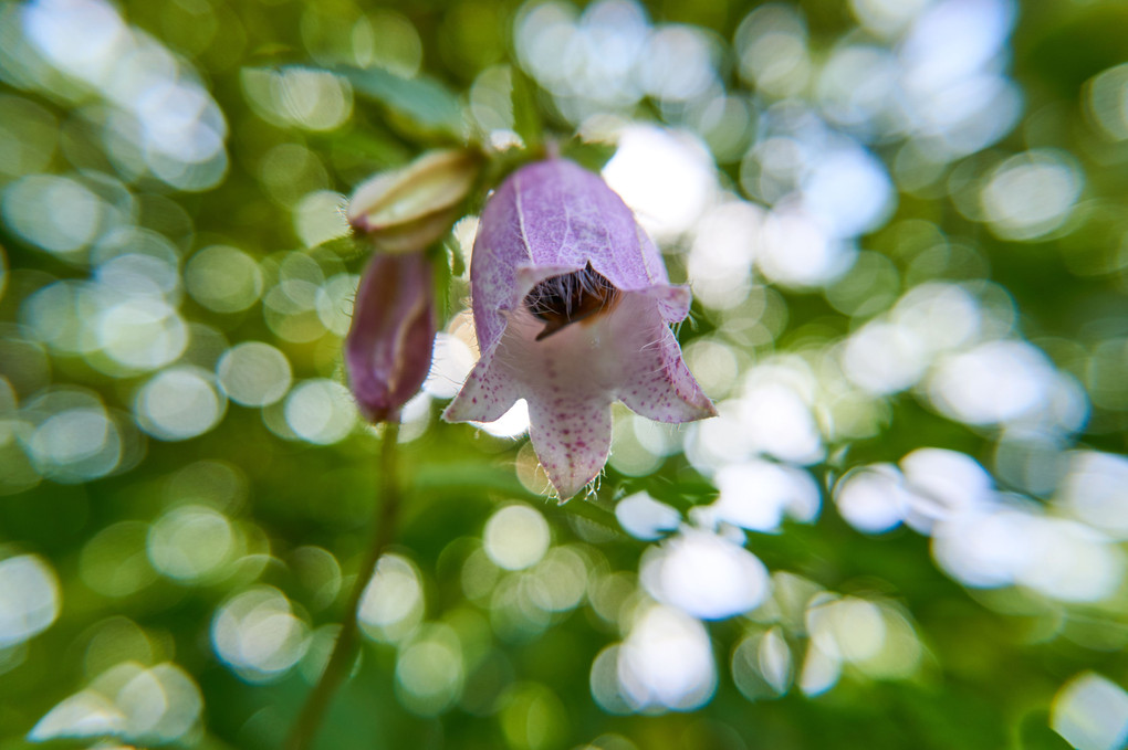 【高嶺の花】蛍来い来い、ヤマホタルブクロ