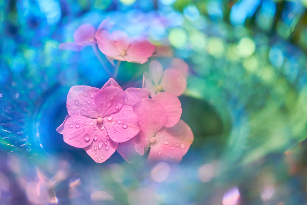 【闇にうかぶ幻夢】パンドラの箱の中に残った花は…　（初マクロ写真投稿）