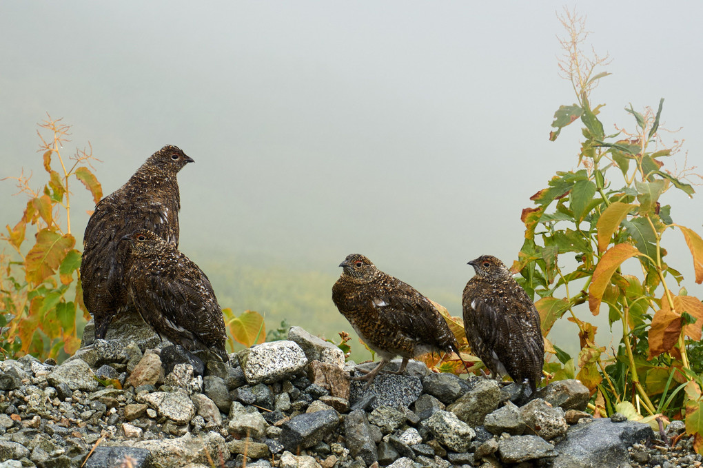 雷鳥親子に逢う