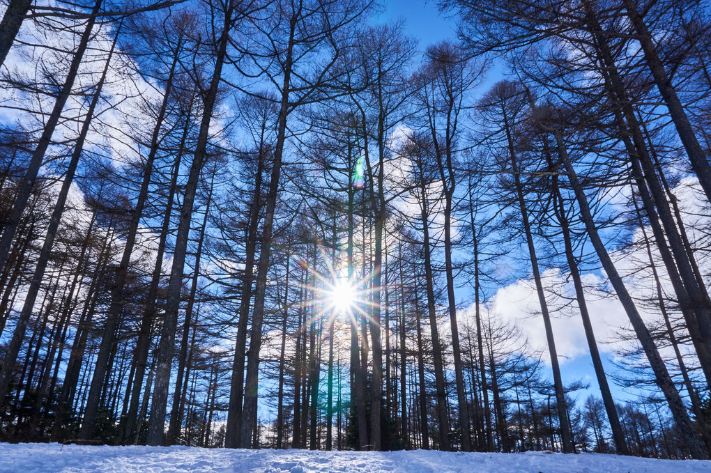 雪原の森の向こうに輝く太陽