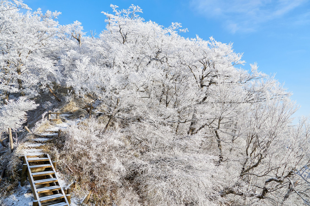 雪の桜　～Snow Cherry Blossoms　2019