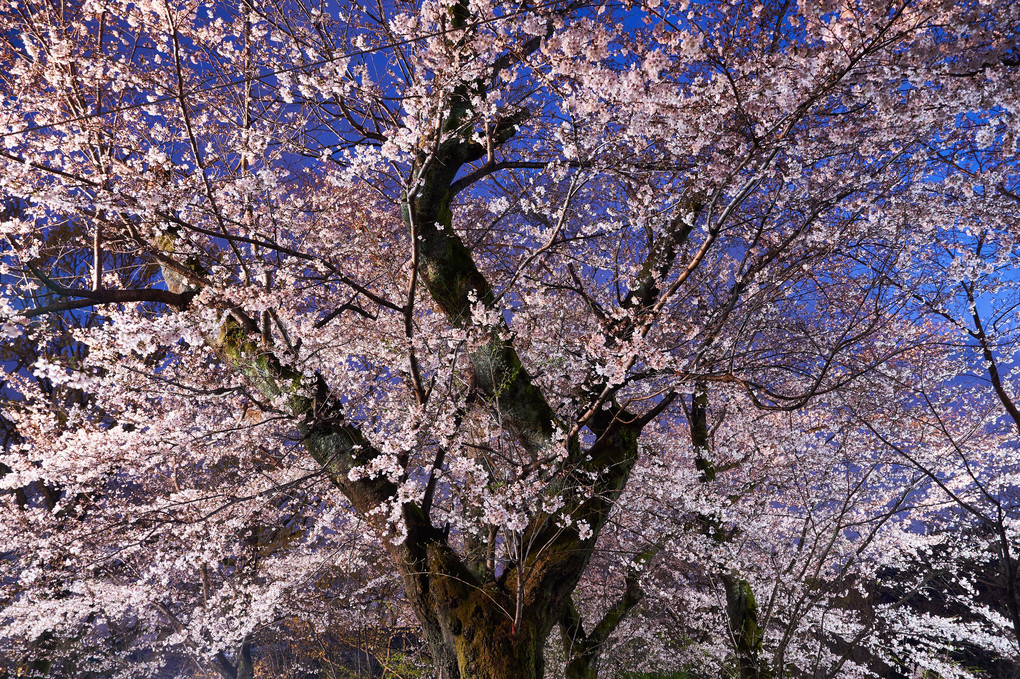 夜桜幻想夜曲2019