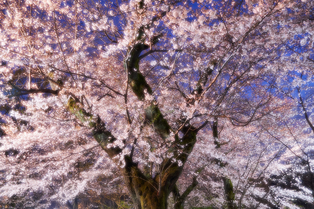 夜桜幻想夜曲2019