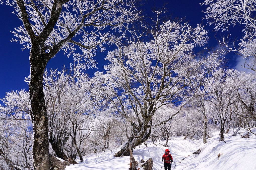 「雪の桜」の並木をぬけて　【謹賀新年】