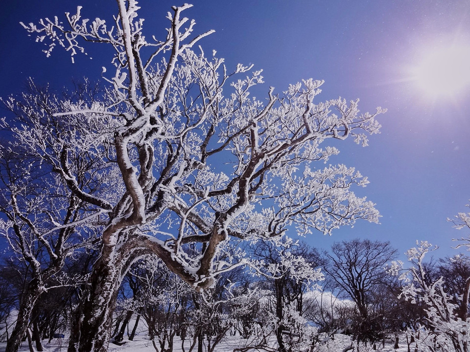 【旧作】雪の大木・雪の森