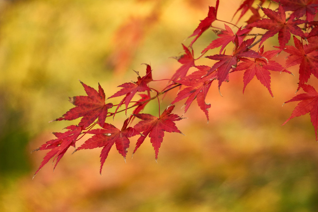 奥山に　紅葉踏みわけ　シャッター音