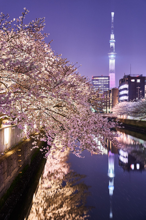 夢まぼろしの夜桜スカイツリー　～夜桜幻想夜曲2018（その１）