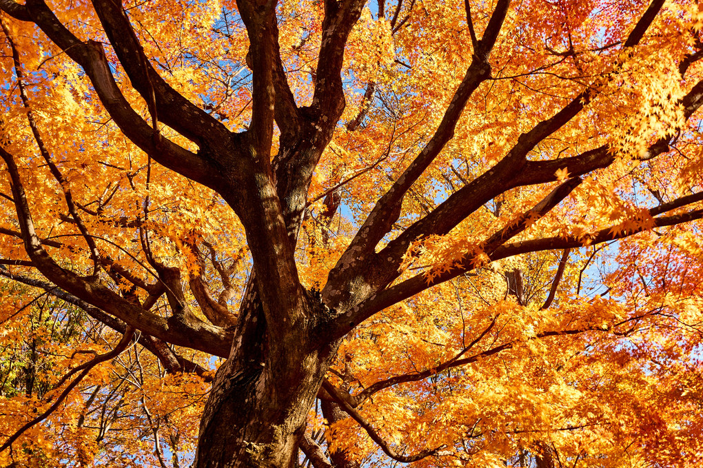 紅葉炎舞　（10枚組　～ちょっと目が回る感じになることがあますのでご注意を）