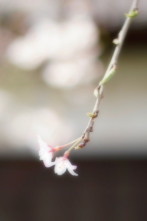 皇居 乾通りの桜