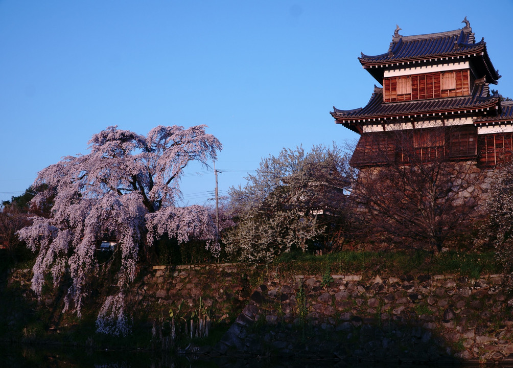 城の枝垂れ桜