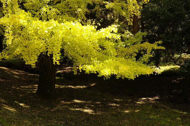 奈良公園　紅葉