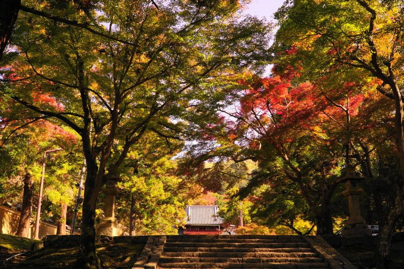 奈良公園　紅葉