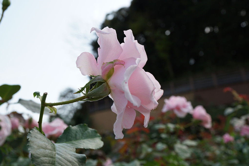 恥ずかし気な後ろ姿