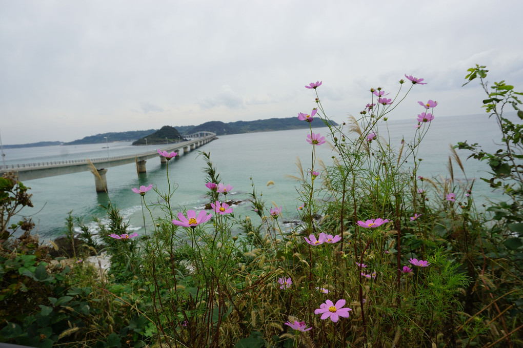角島大橋と秋桜