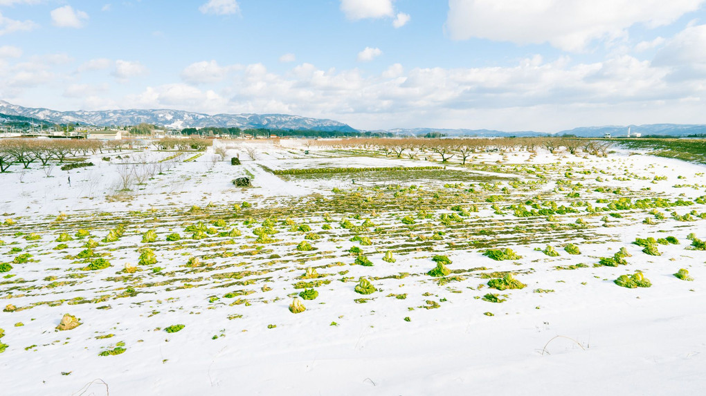 雪残る白菜畑