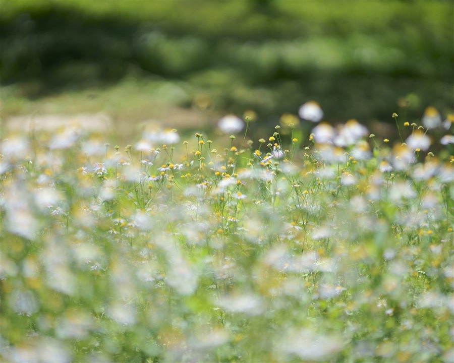 ボケを堪能：半田山植物園