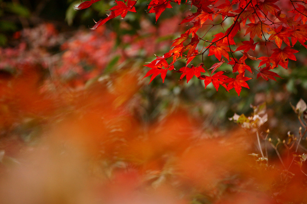秋の彩２