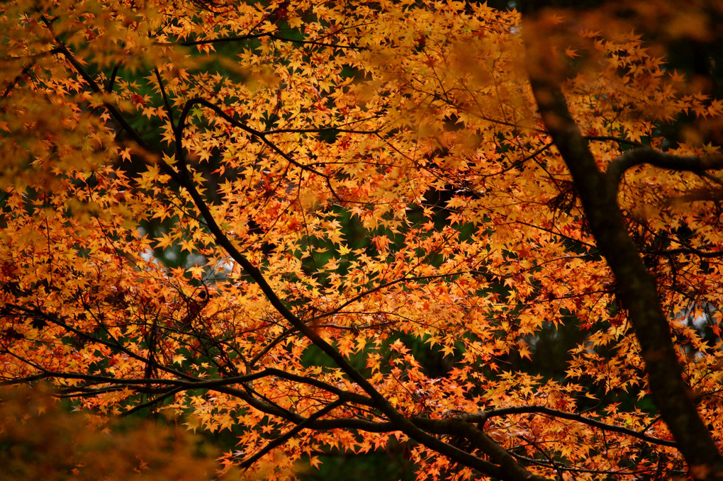 秋の彩２
