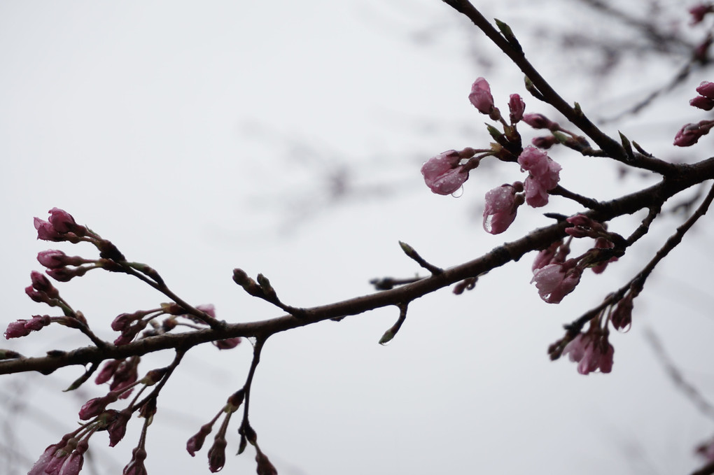 寒き雨の日の桜。