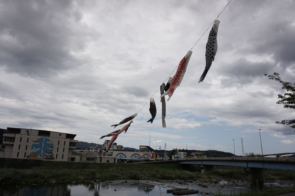 長良川の空を泳ぐ鯉のぼり🎏。
