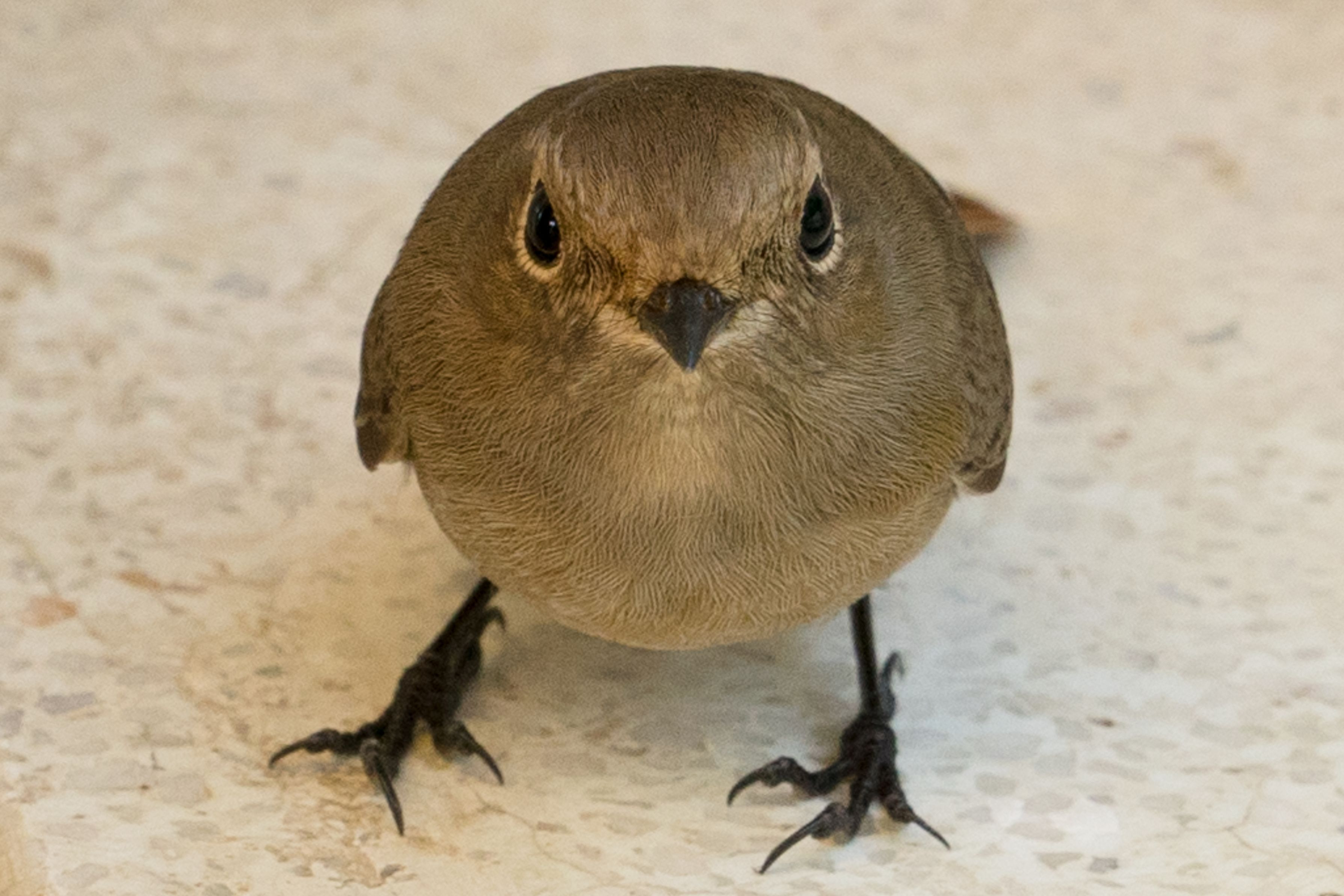 睨む サンナスさん Acafe Aの写真投稿サイト ソニー 睨む サンナスさん Acafe Aの写真投稿サイト ソニー