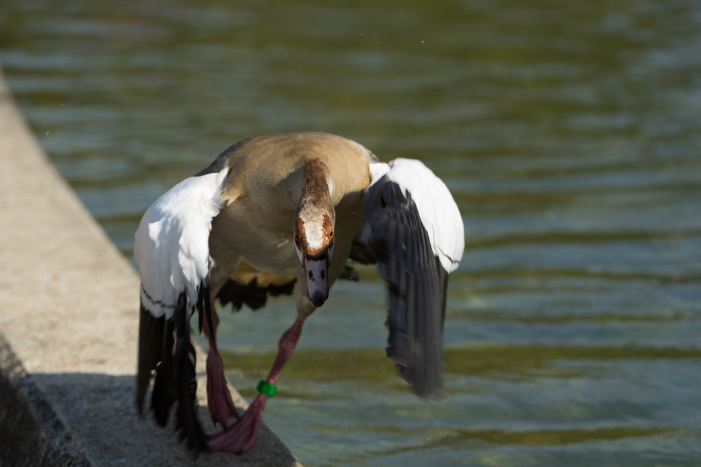 鴨の千鳥足