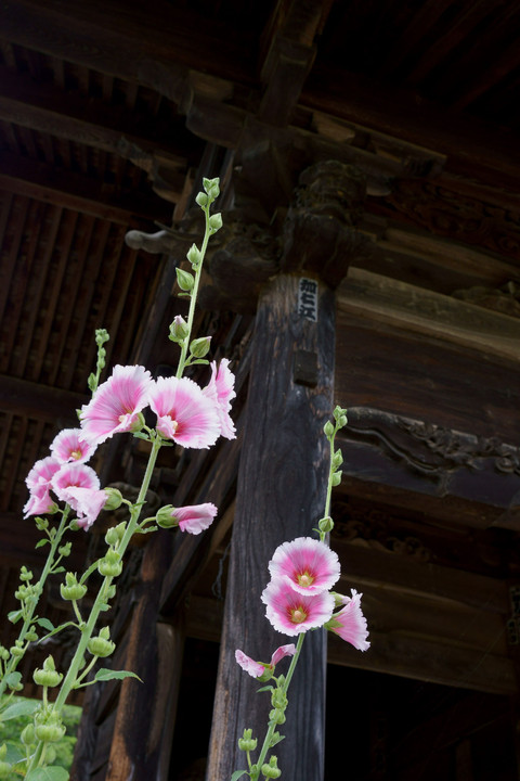 花の寺