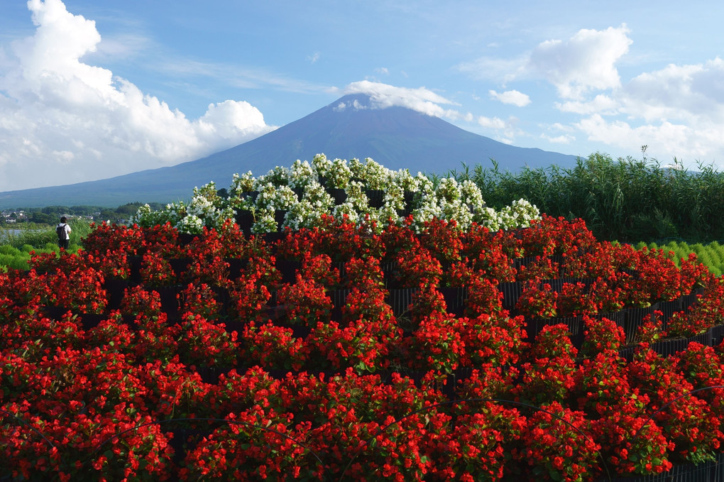 花で富士山