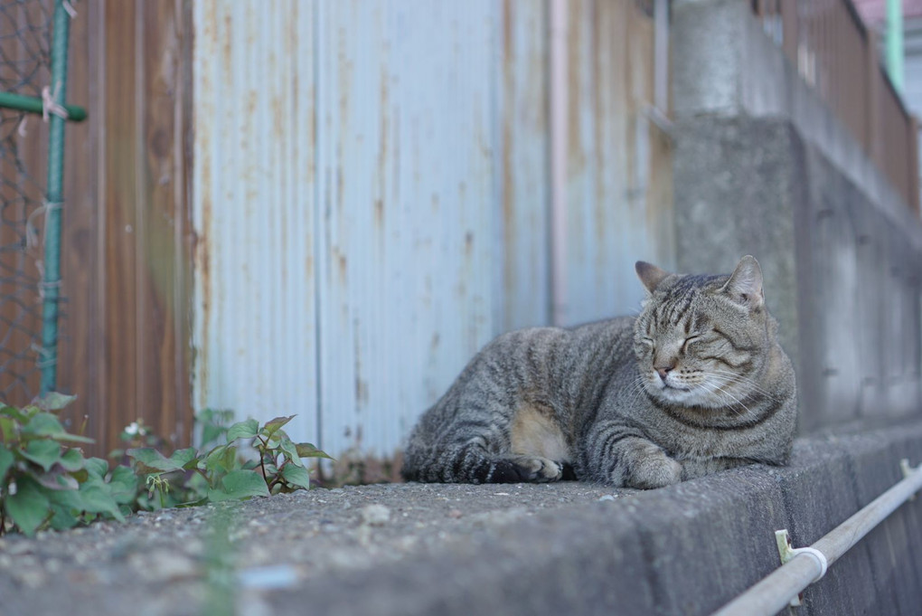 猫尽くし