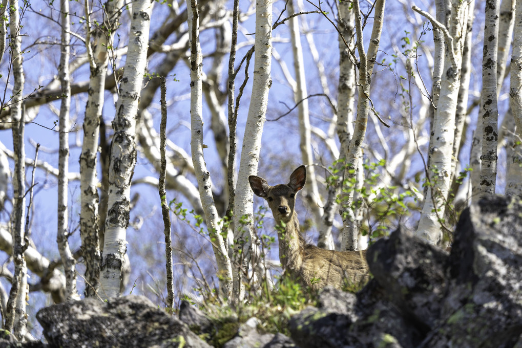 白樺の林で