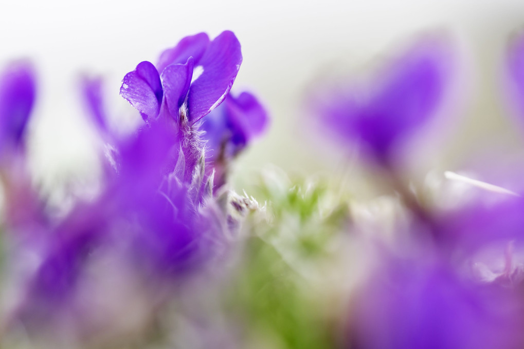 青紫色の小さな花