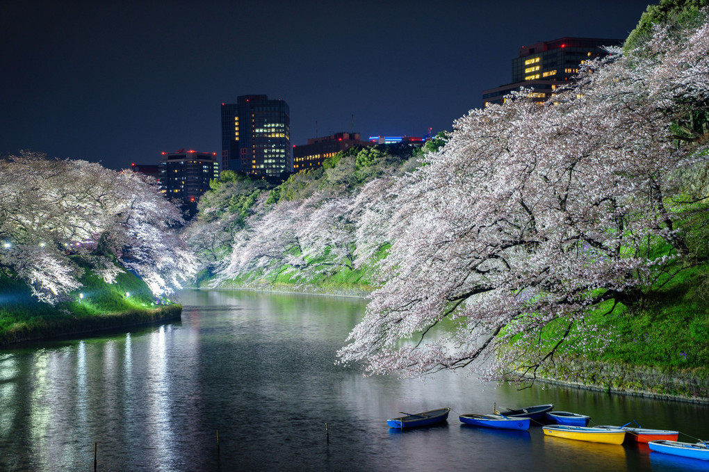 千鳥ヶ淵 夜桜