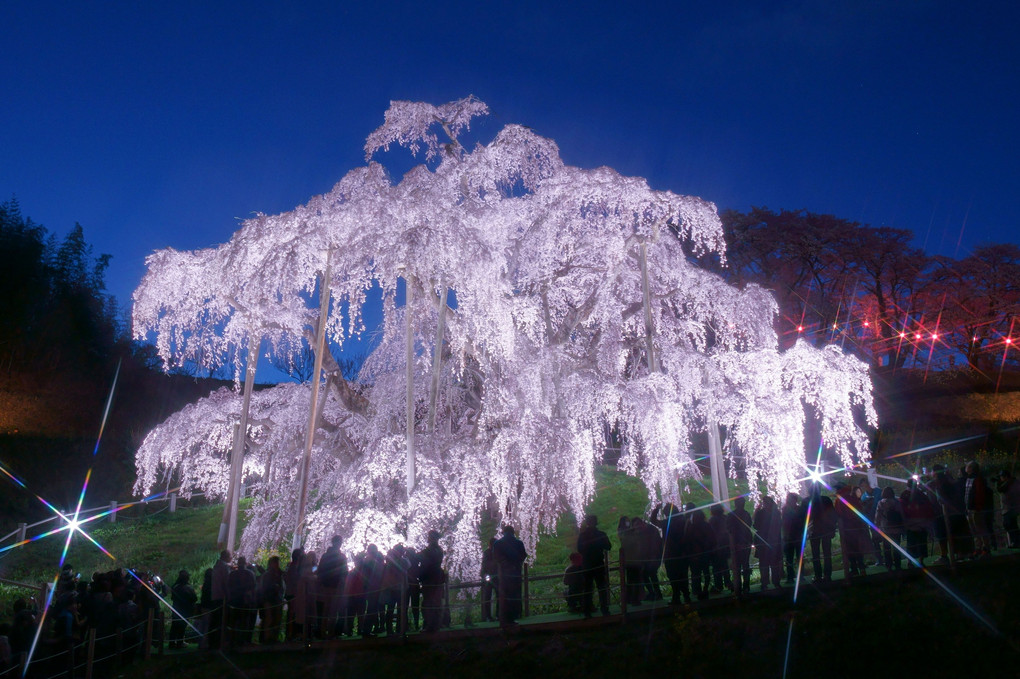 三春滝桜ライトアップ