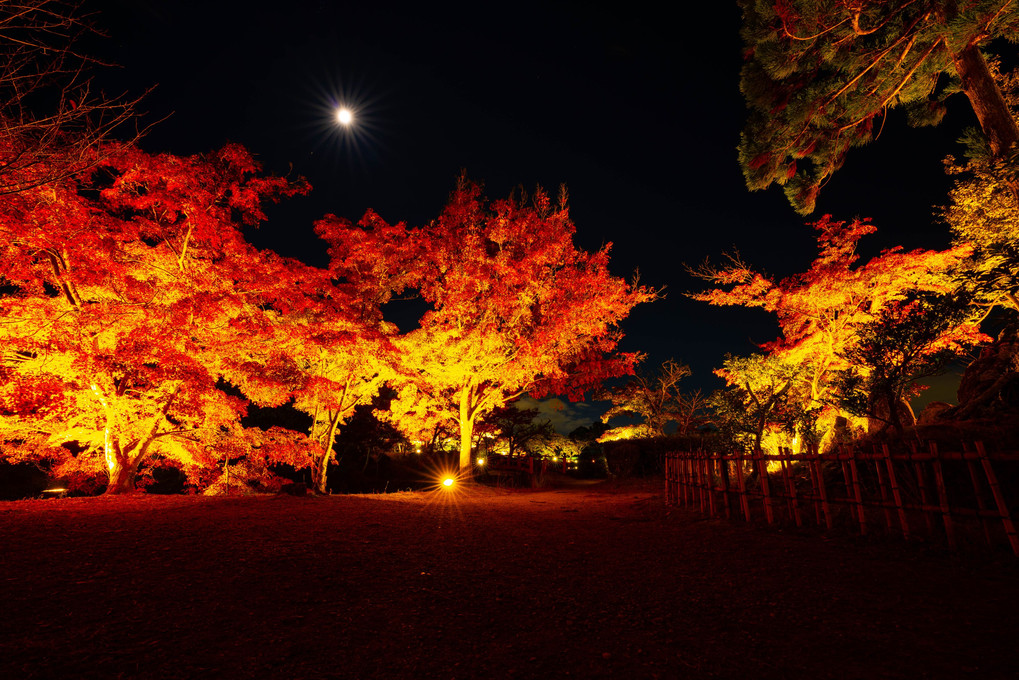 京都嵐山大覚寺ライトアップ