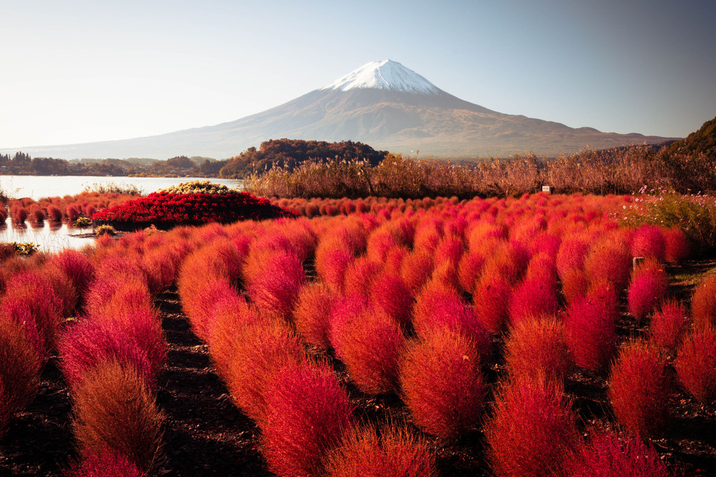 富士山と紅葉コキア