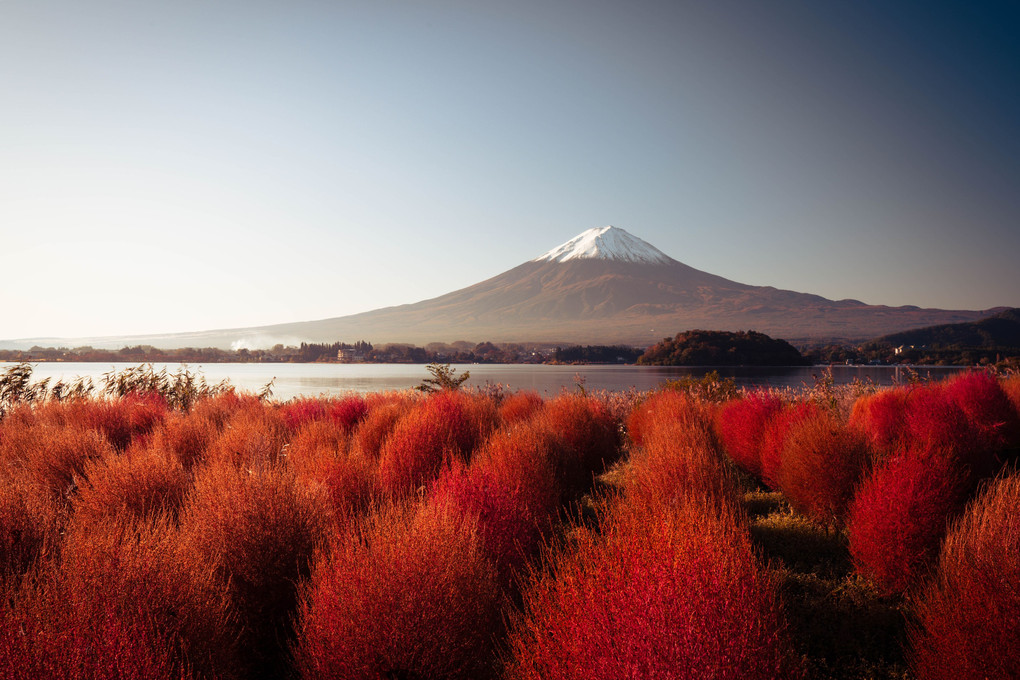 富士山と紅葉コキア